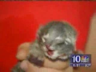 webchoc - Chat à 2 visages