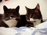 funny two cats talking to each other