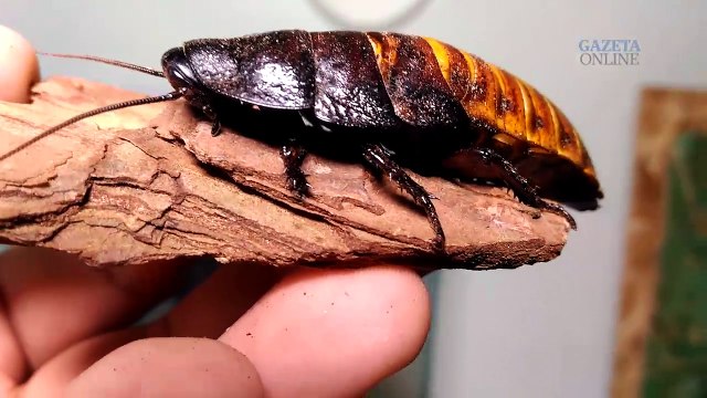 Capixabas criam baratas de estimação em casa
