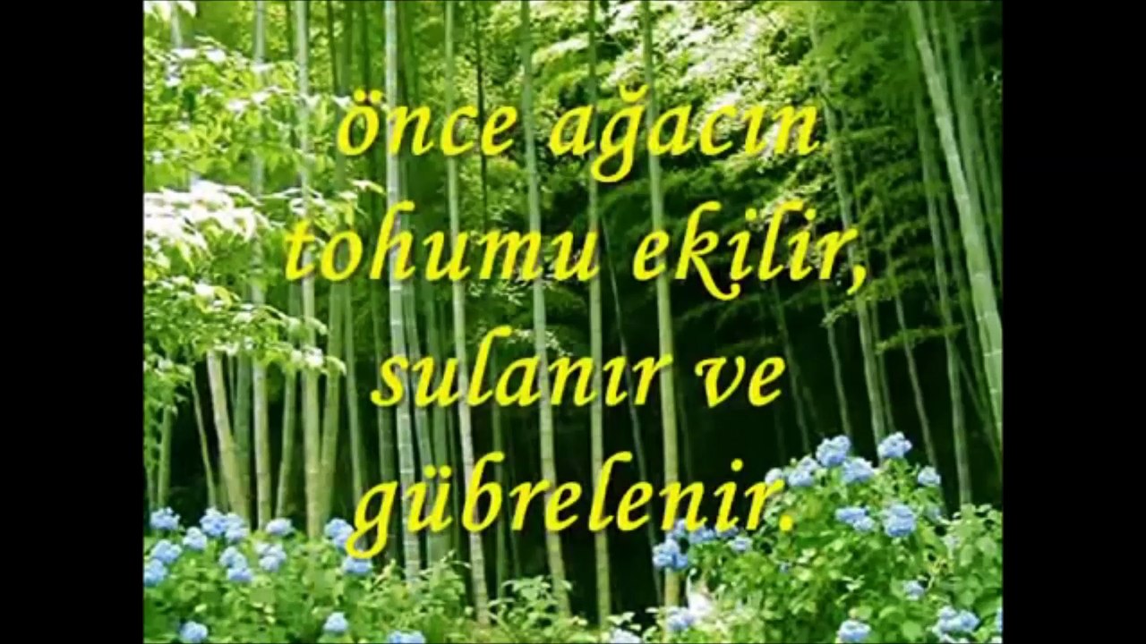 Bambu Ağacının Hikayesi