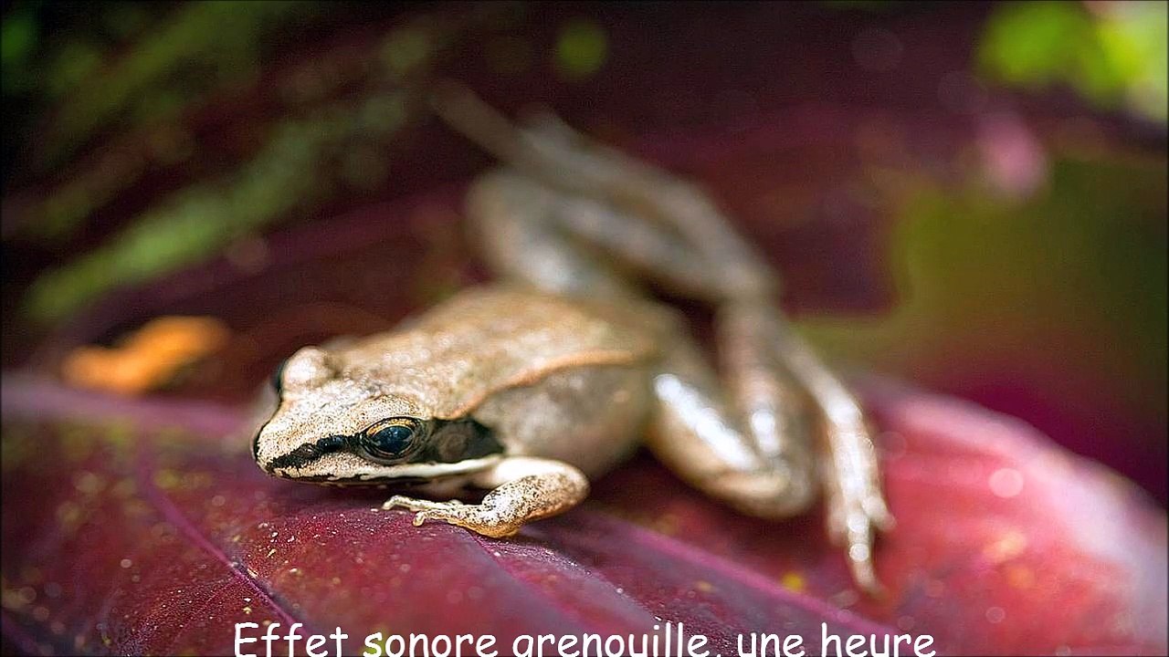 Effet sonore grenouille, une heure