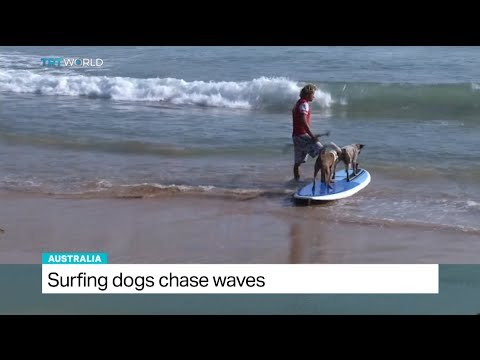 Surfing dogs chase waves in Australia