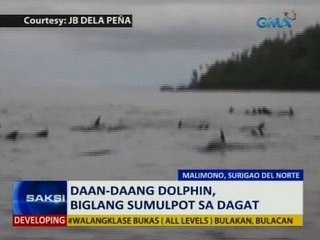 SAKSI: Daan-daang dolphin, biglang sumulpot sa dagat