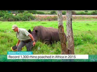 Record 1,300 rhinos poached in Africa in 2015