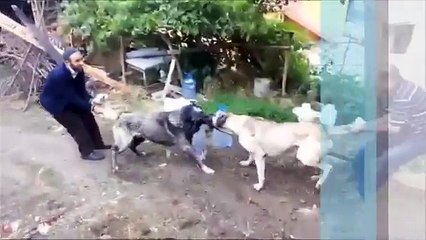 Köpek Dövüşü