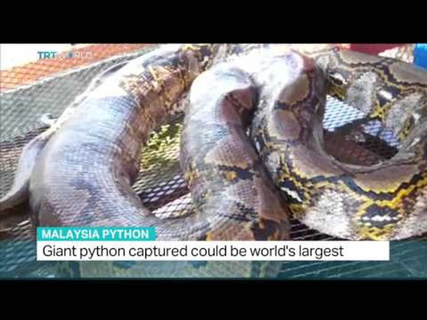 Giant Python Captured In Malaysia Could Be World S Largest Video Dailymotion