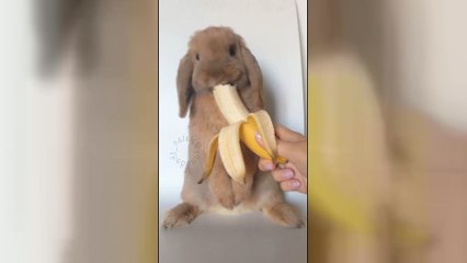 Sweetest bunny ever