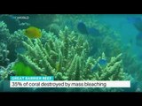 35% of coral destroyed by mass bleaching, Marine Science Professor John Pandolfi weighs in