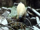 Adorable Reaction Of Polar Bear Cub when See Snow