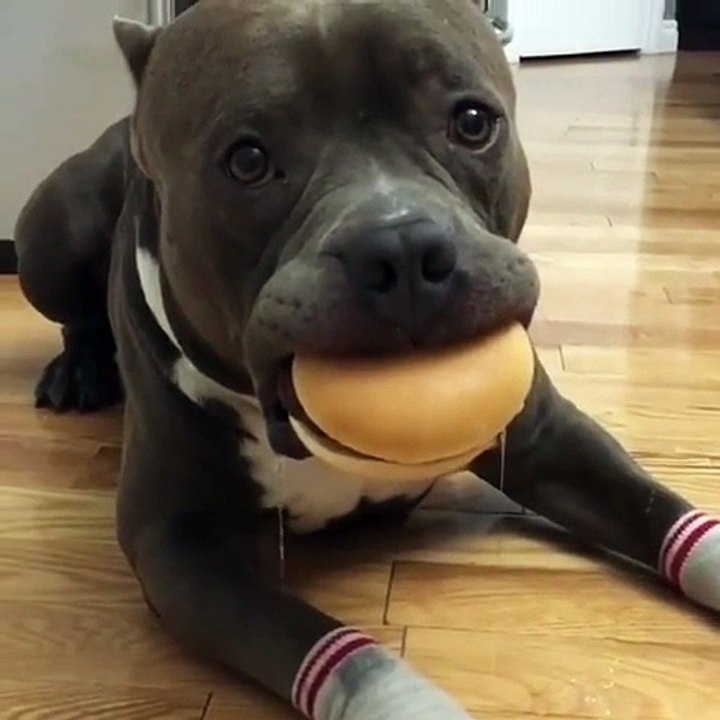 Un chien très bien dressé salive en attendant de manger son burger