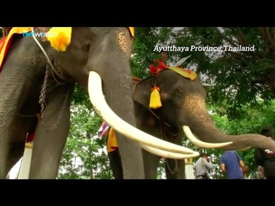 Thai elephants urge voters not to forget constitutional referendum
