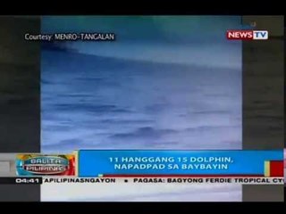 BP: 11 hanggang 15 dolphin, napadpad sa baybayin
