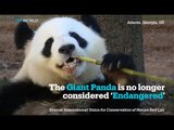 Giant Panda no longer ‘Endangered’; Eastern Gorilla is