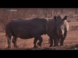 World Rhino Day: WWF observes day to fight poaching of species