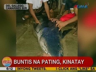 UB: Buntis na pating, kinatay sa CamSur
