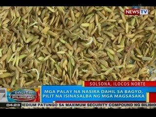 BP: Mga palay na nasira dahil sa bagyo, pilit na isinalba ng mga magsasaka