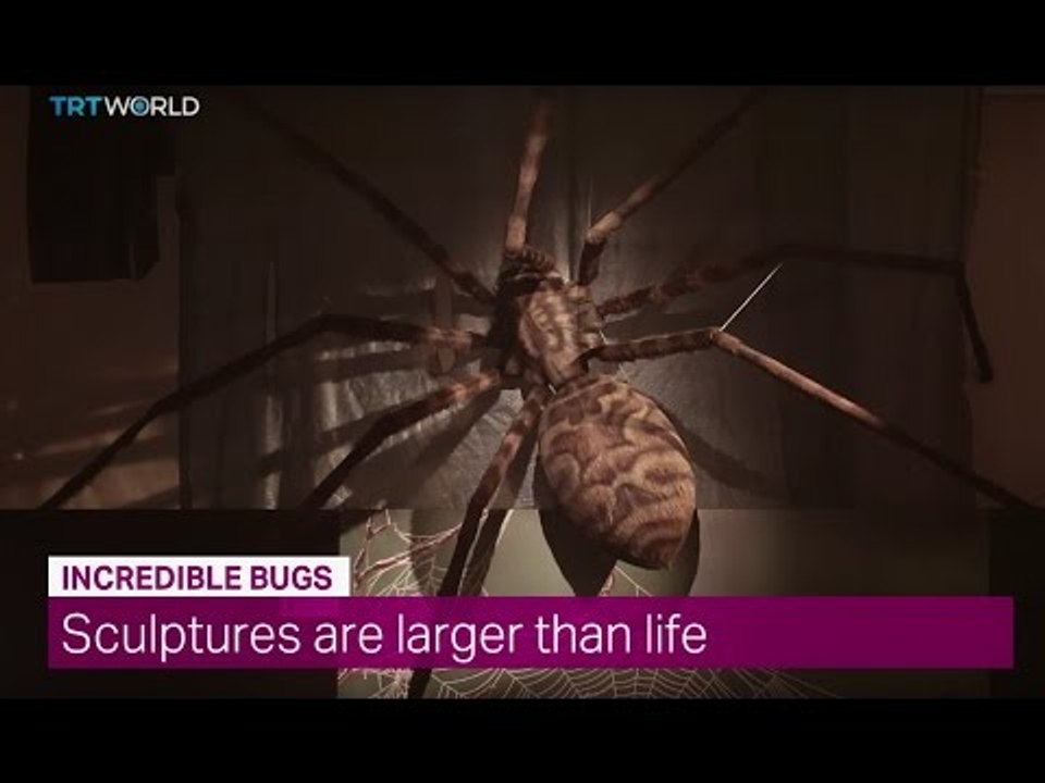 Showcase: 'Incredible Bugs' Exhibition