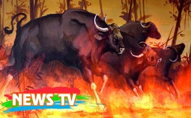 Sức mạnh đáng sợ của "quân đoàn trâu lửa" hiếm có trong lịch sử Việt Nam