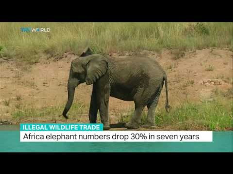 CITES Secretary-General John Scanlon speaks to TRT World - Vietnam Illegal Wildlife Trade Conference