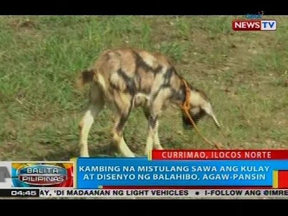 BP: Kambing na mistulang sawa ang kulay at disenyo ng balahibo, agaw-pansin