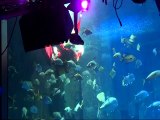 Scuba Diver Santa Goes In Paris Aquarium