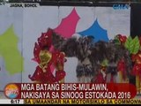 UB: Mga batang bihis-Mulawin, nakisaya sa Sinoog Estokada 2016 sa Jagna, Bohol