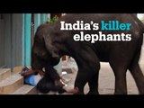 Wild elephants torment villagers in rural India