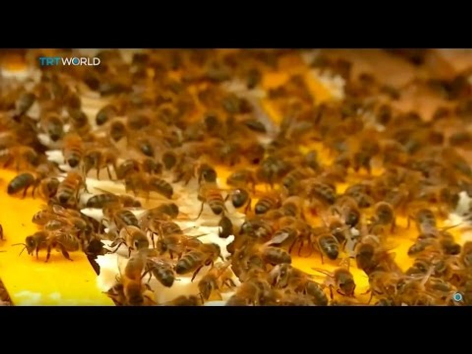 Insight: Light Bee Therapy