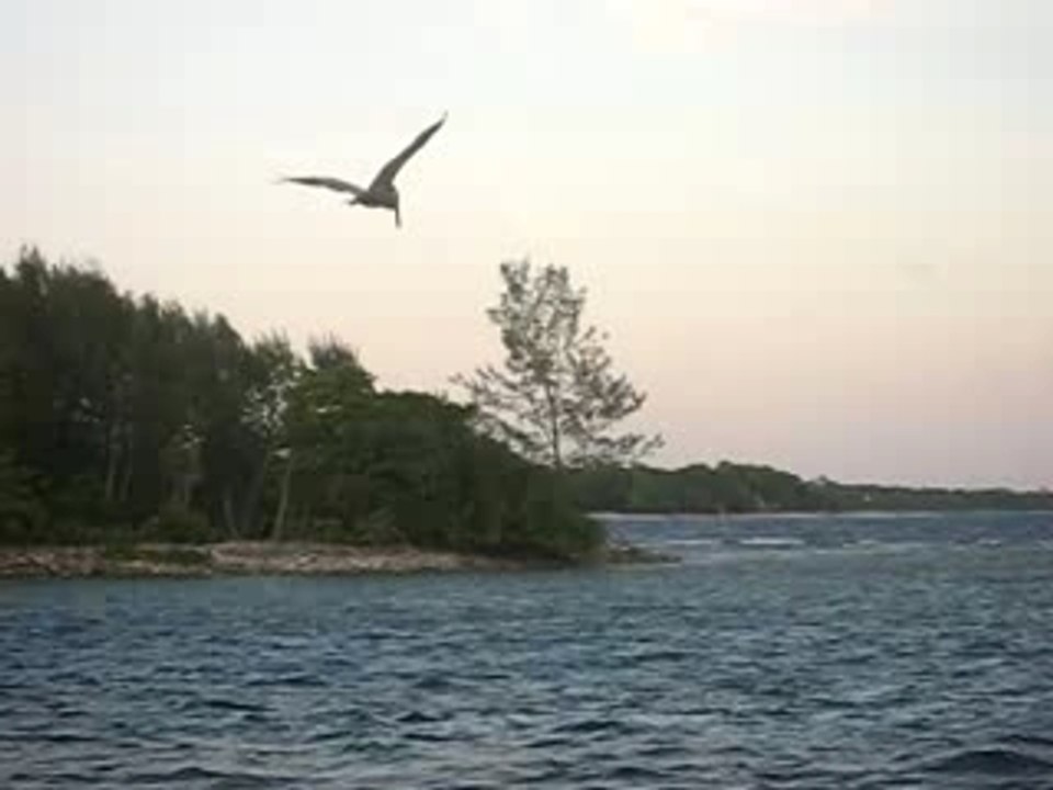 Plongeon de Pelican