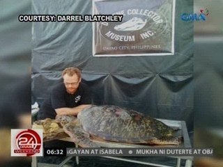 24 Oras: Pawikan, patay dahil sa mga nakaing plastic na basura