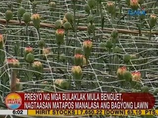 UB: Presyo ng bulaklak mula Benguet, nagtaasan matapos manalasa ang bagyong Lawin