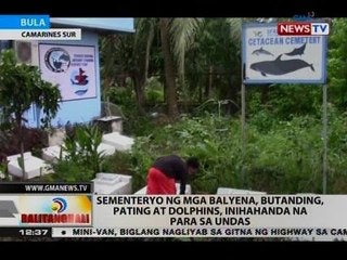Sementeryo ng mga balyena, butanding, pating at dolphins, inihahanda na para sa undas