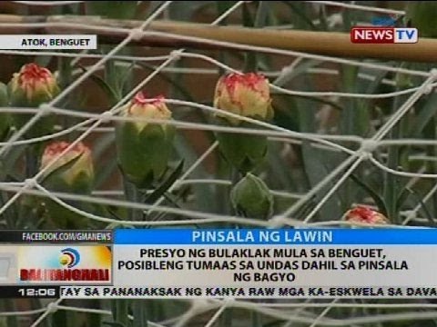 Presyo ng bulaklak mula sa Benguet, posibleng tumaas sa undas dahil sa pinsala ng bagyo
