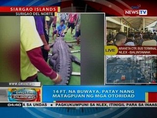 BP: 14 ft. na buwaya, patay nang matagpuan ng mga otoridad