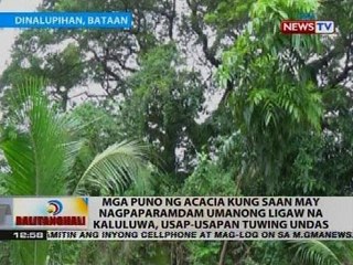 Mga puno ng acacia kung saan may nagpaparamdam umanong ligaw na kaluluwa, usap-usapan tuwing Undas
