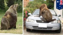 Seal vs car: 200kg fur seal jumps on cars after waddling into suburb in Tasmania - TomoNews