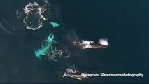 Rare drone footage shows the jaw dropping moment a killer whale EATS a live shark-c1_KksLaJPo