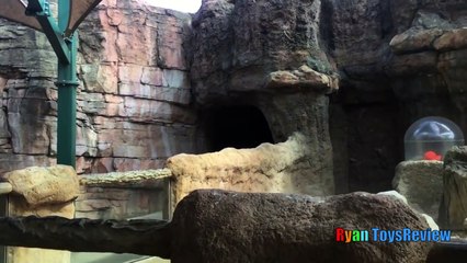 ANIMALS POOPING AT THE ZOO Kid p3