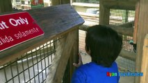ANIMALS POOPING AT THE ZOO Kid at the ZOO Funny Family Fun Trip to Petting Farm part 1