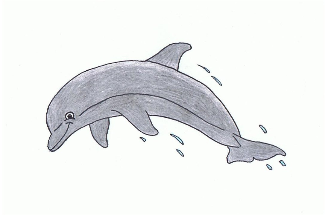 How to Draw a Dolphin Step By Step For Kids