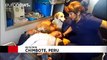 Deux chiens refusent de quitter leur propriétaire blessé et sautent dans l'ambulance alors qu'il est transporté à l'hôpi