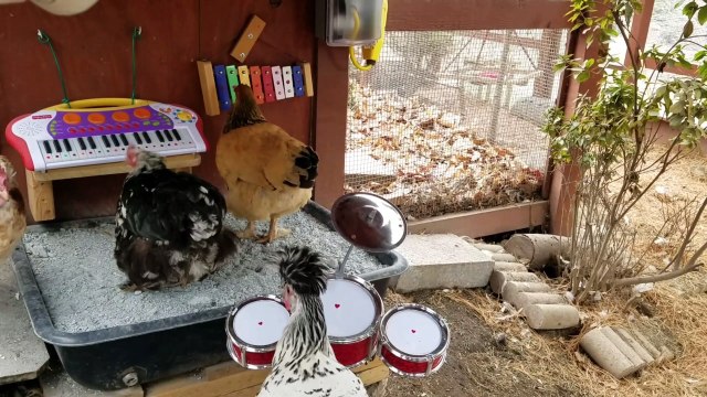 Un groupe de musique... de poulets