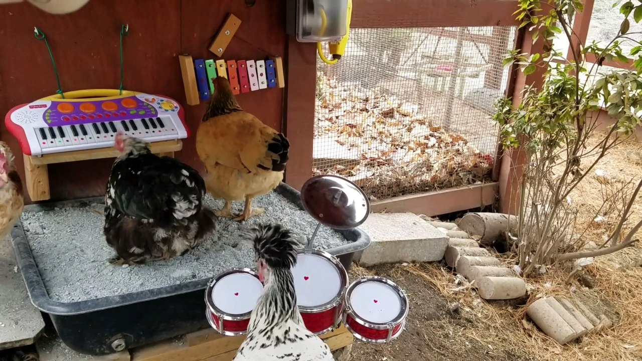 Un groupe de musique... de poulets