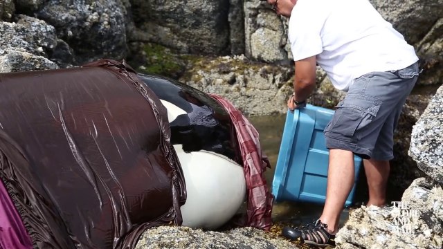 Sauvetage d'une baleine échouée dans les rochers pendant la marée basse