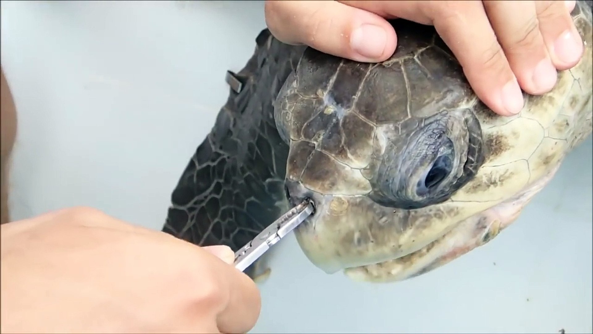 Ils retirent une paille coincée dans le nez d'une Tortue