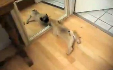 Kendini ilk kez aynada görünce kendinden geçti