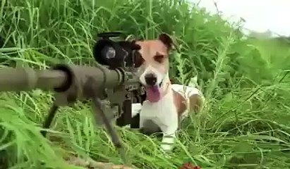 Counter-Strike Global Offensive Animals
