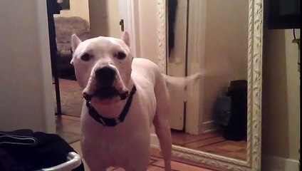 Questo Dogo Argentino cerca di Comunicare Qualcosa al Suo Umano..Cosa sarà!?