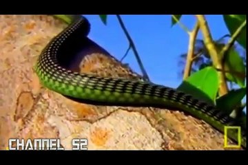 সাপ আকাশে উড়ে । বাস্তববের উড়ন্ত সাপ। ক্যামেরায় ধরা পরা উড়ন্ত সাপ।