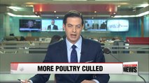 Number of poultry culled in Korea rises to 28 million as bird flu spreads